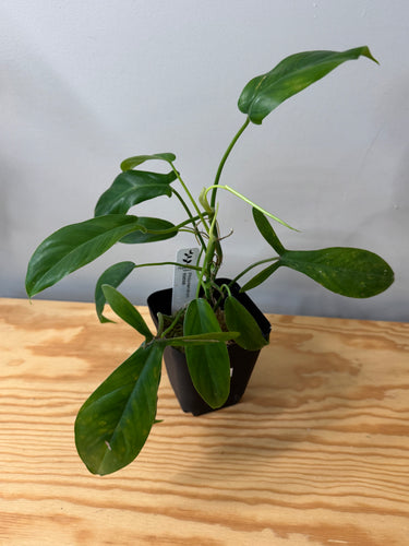 108. Philodendron 69686