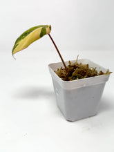 Load image into Gallery viewer, Philodendron Gloriosum Variegated B
