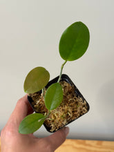 Load image into Gallery viewer, 2. Hoya Australis