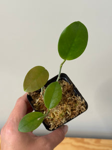 2. Hoya Australis