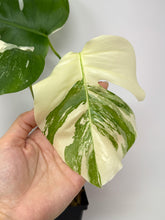 Load image into Gallery viewer, Monstera Deliciosa Albo Variegated F