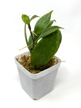 Load image into Gallery viewer, Hoya Sunrise