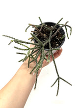 Load image into Gallery viewer, Rhipsalis Pilocarpa (ships within Canada only)