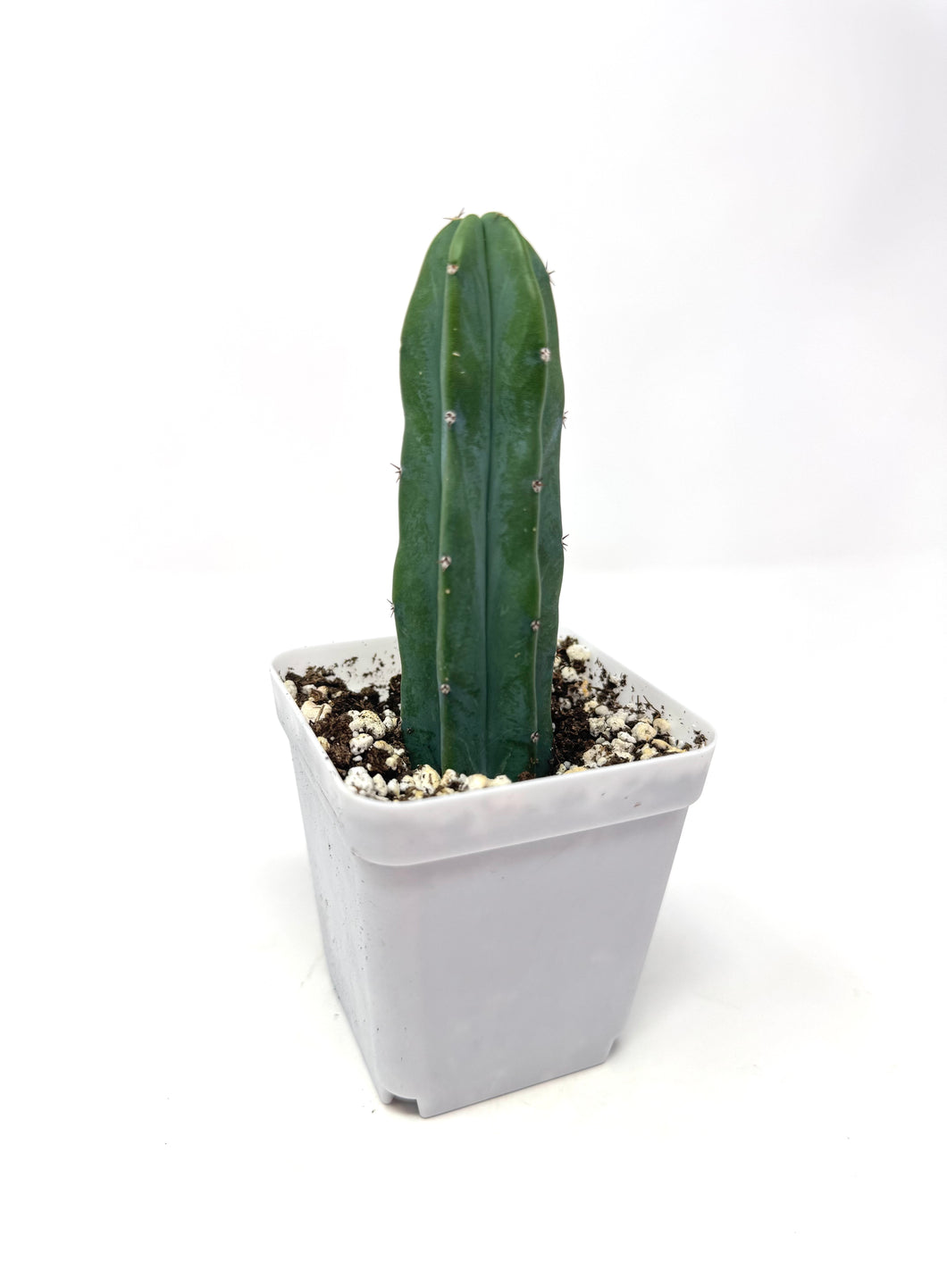 Myrtillocactus Geometrizans - Ships within Canada only