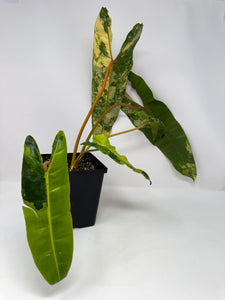 Philodendron Billietiae Variegated C