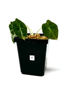 Alocasia Black Velvet Variegated E