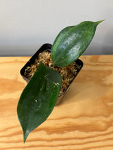 Load image into Gallery viewer, 64. Hoya Latifolia ‘Bai Bua’