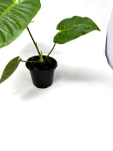 Load image into Gallery viewer, Anthurium Veitchii