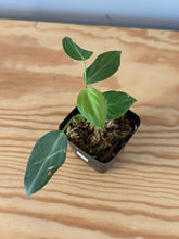 Load image into Gallery viewer, 10. Philodendron Glorious