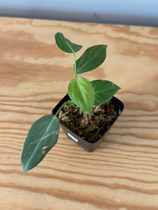 10. Philodendron Glorious