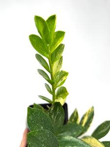Zamioculcas Zamiifolia Variegated “ZZ” I