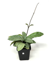 Load image into Gallery viewer, Hoya Carnosa ‘Argentea Princess’ M