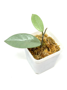 Hoya Wilbur Graves Silver A