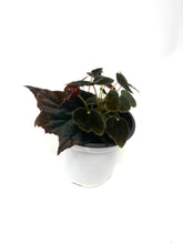 Load image into Gallery viewer, Begonia “Joe Hayden’