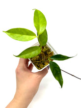 Load image into Gallery viewer, Hoya Danumensis