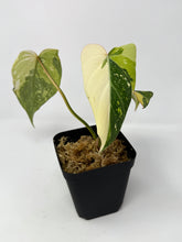 Load image into Gallery viewer, Philodendron Gloriosum Variegated F