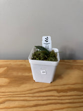Load image into Gallery viewer, 23. Hoya Hypolasia