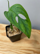 Load image into Gallery viewer, 200. Monstera Esqueleto (Juvenile)