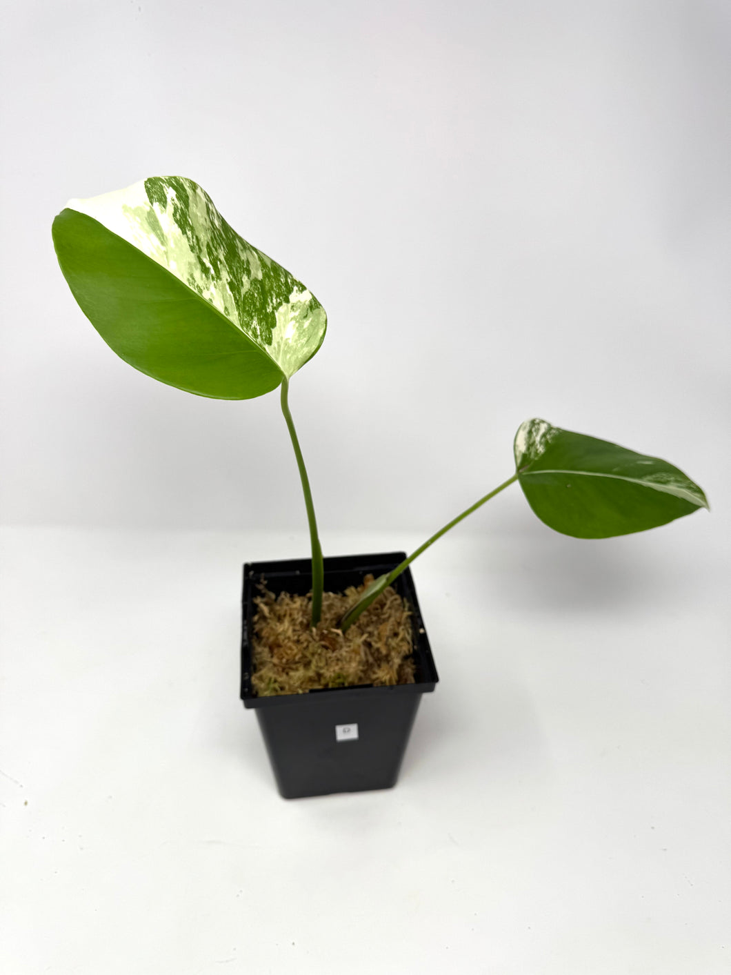 Monstera Deliciosa Albo Variegated D