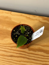 Load image into Gallery viewer, 103. Anthurium Veitchii