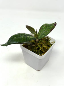 Hoya Gunung Gading Ghost C
