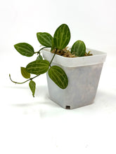 Load image into Gallery viewer, Dischidia Ovata