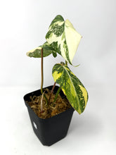 Load image into Gallery viewer, Philodendron Gloriosum Variegated E
