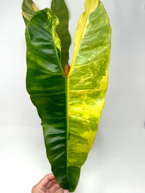 Philodendron Billietiae Variegated B