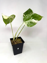 Load image into Gallery viewer, Monstera Deliciosa Albo Variegated K