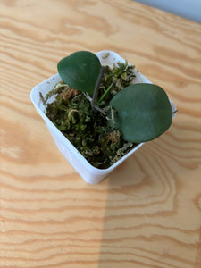 61. Hoya sp.