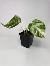 Load image into Gallery viewer, Monstera Deliciosa Albo Variegated K