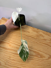 Load image into Gallery viewer, 145. Monstera Deliciosa Albo Variegated