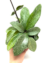 Load image into Gallery viewer, Hoya Carnosa ‘Argentea Princess’ M