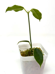 Hoya Lauterbachii