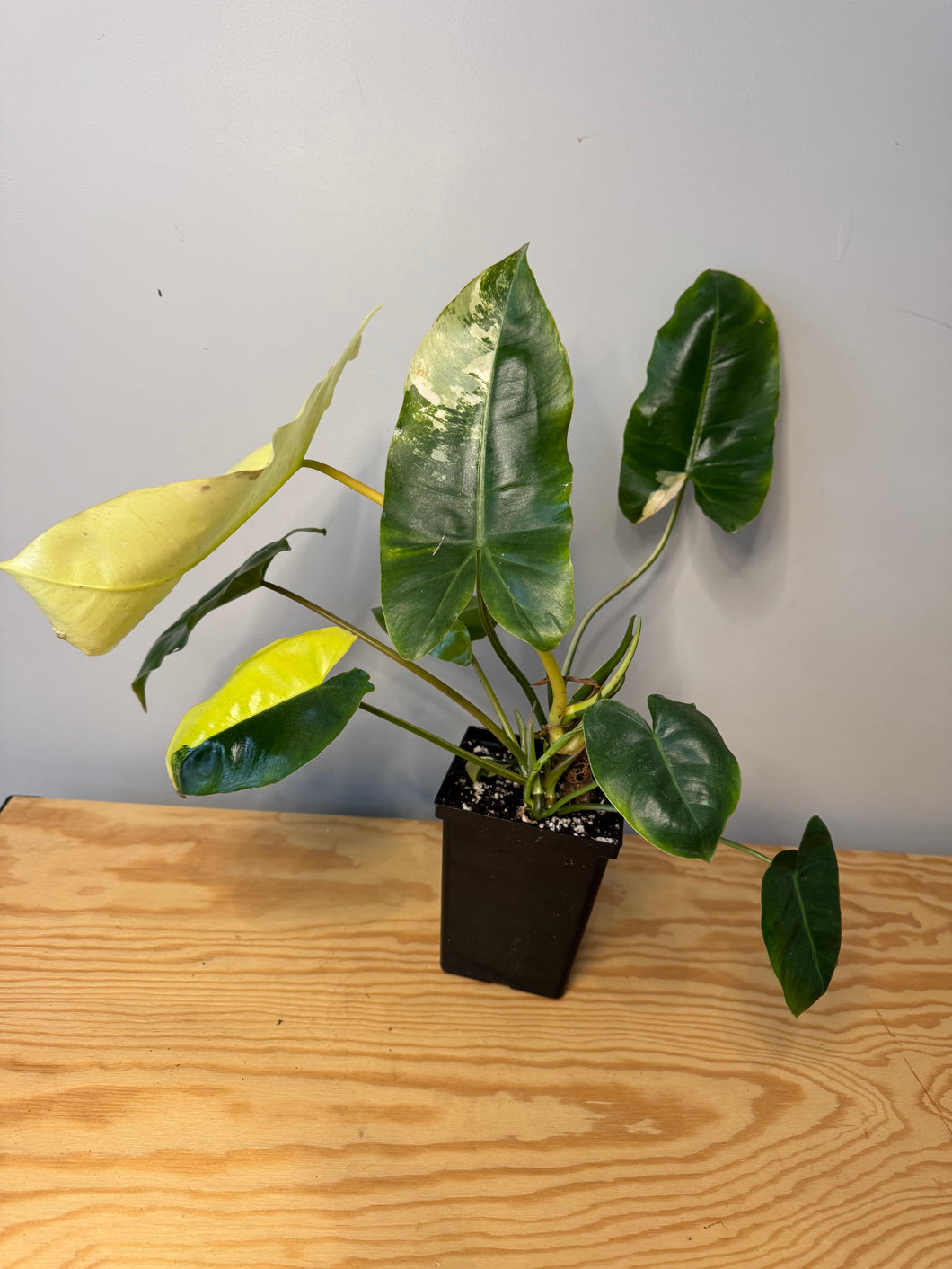 1. Philodendron Burle Marx Variegated