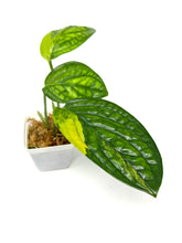 Load image into Gallery viewer, Monstera Peru Variegated