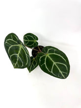 Load image into Gallery viewer, Anthurium Dorayaki