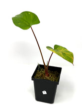 Load image into Gallery viewer, Homalomena Rubescens Variegated B