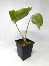 Load image into Gallery viewer, Monstera Deliciosa Albo Variegated B