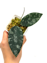 Load image into Gallery viewer, Hoya Caudata Silver