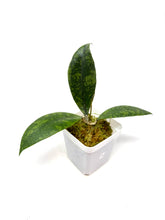 Load image into Gallery viewer, Hoya Lambii Silver F