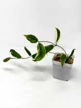 Load image into Gallery viewer, Hoya Kenejiana Albo Variegated