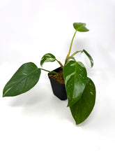 Load image into Gallery viewer, Philodendron White Princess