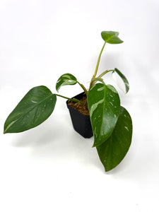 Philodendron White Princess