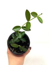 Load image into Gallery viewer, Hoya Densifolia