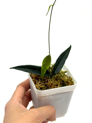 Hoya Paradisea (IM04)