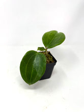 Load image into Gallery viewer, Hoya Quinquenervia