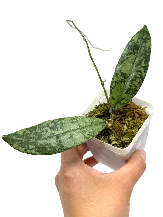 Hoya Lambii Silver A
