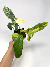 Load image into Gallery viewer, Philodendron Bipennifolium Violin Variegated D