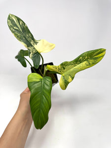 Philodendron Bipennifolium Violin Variegated D